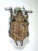 Brachycerus sp.